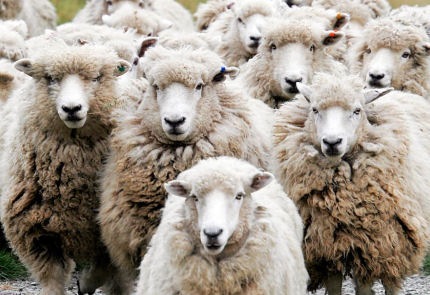 We become sheep when we buy into hype machines.