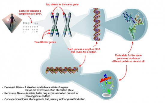 Genetics-e1275485462704